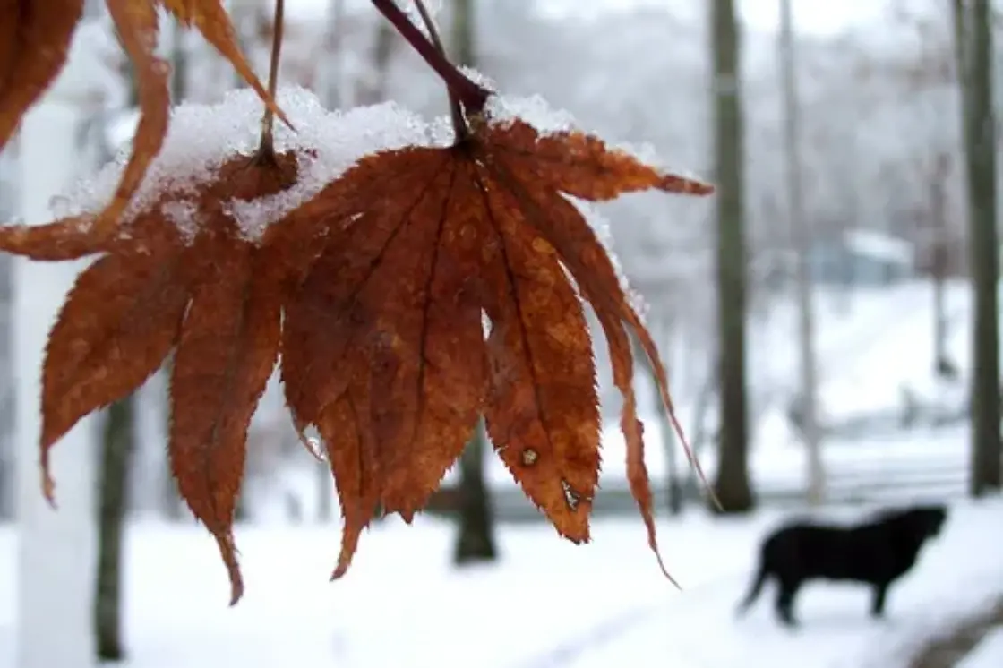 LeafFilter Winter