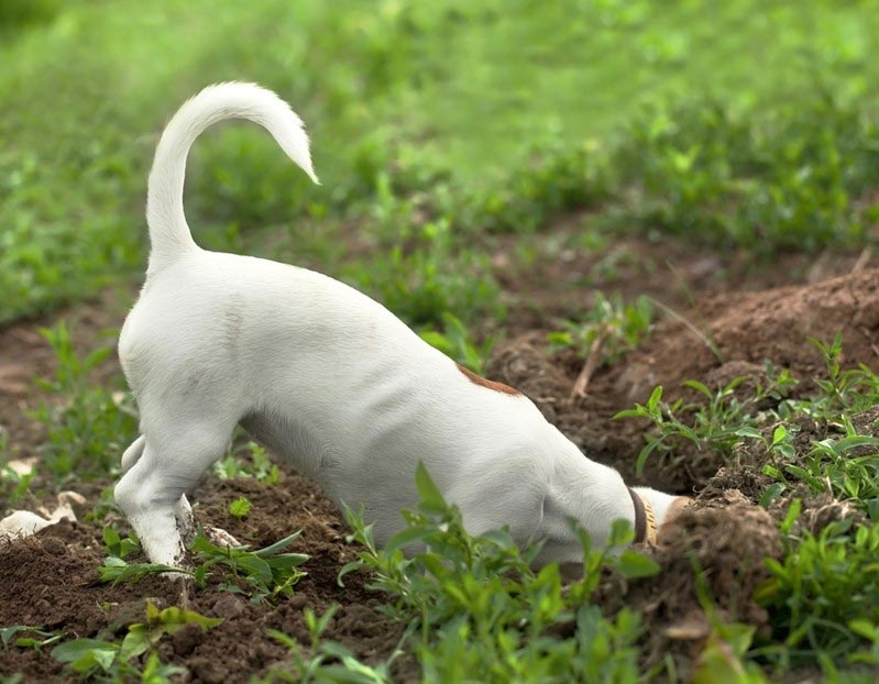 dog digging yard