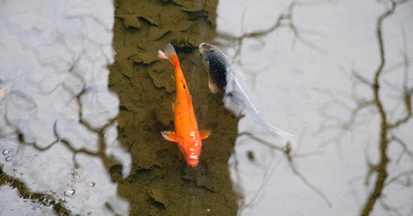 caring for a pond in the winter