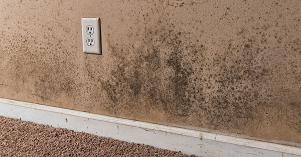 basement mold removal